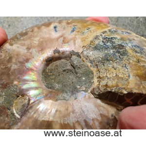 Ammonite Nr.2 - rechts